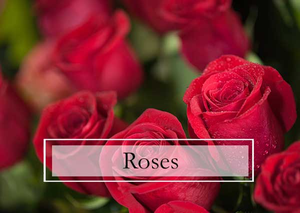 Roses, Garden Roses, Long Stem Roses, Spray Roses