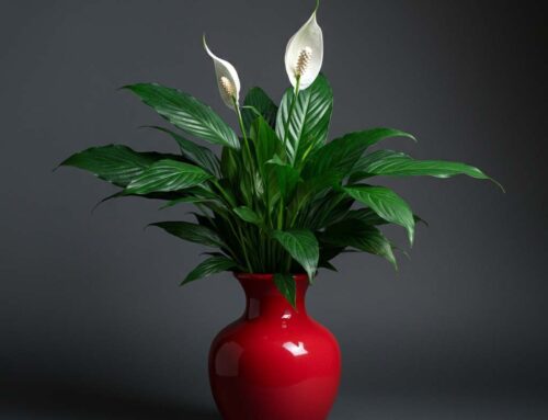 Mother’s Day Plants