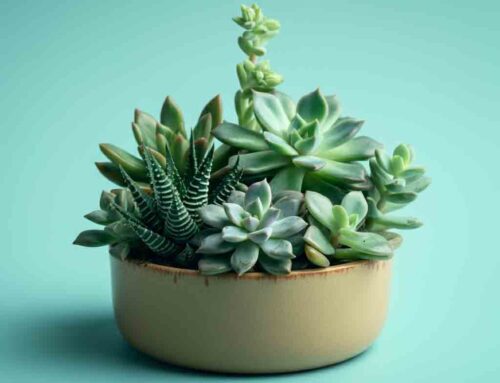 Celebrate this Father’s Day with a Fresh Plant that Conveys Gratitude and Love